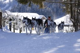 Lenk 2013